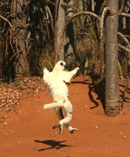 lemur pix